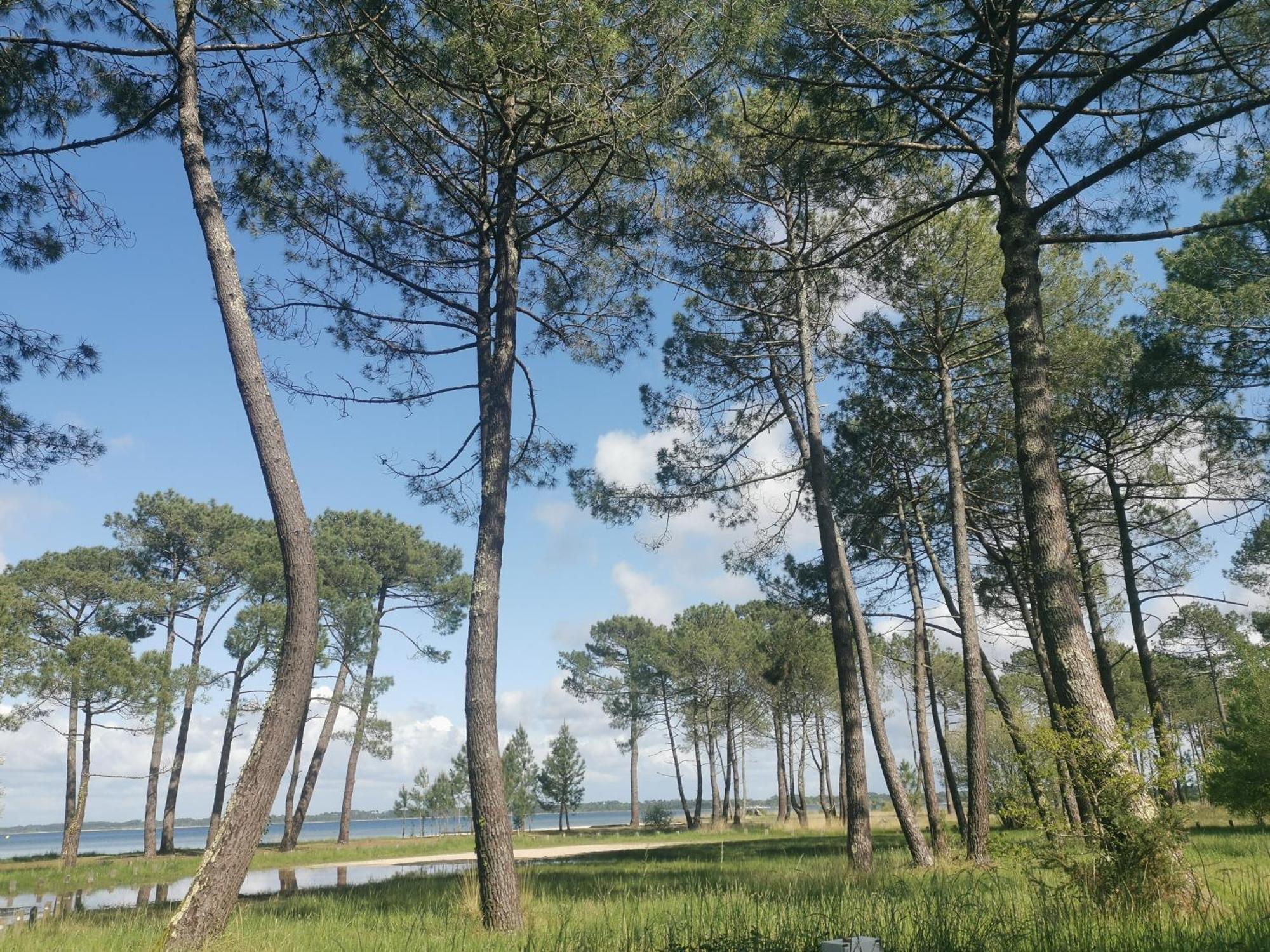 Appartements Au Coeur Du Golf, Proche Du Lac Et Velodyssee Biscarrosse Bagian luar foto